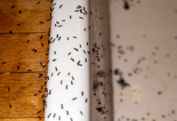 Best Pest Prevention Services  in Tontitown, AR