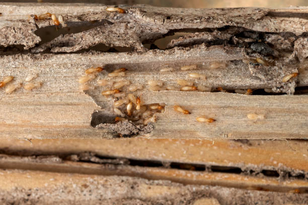 Best Best Pest Control Companies  in Tontitown, AR